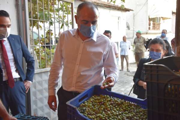 Gemlik Belediyesi zeytin ödemelerine başladı 