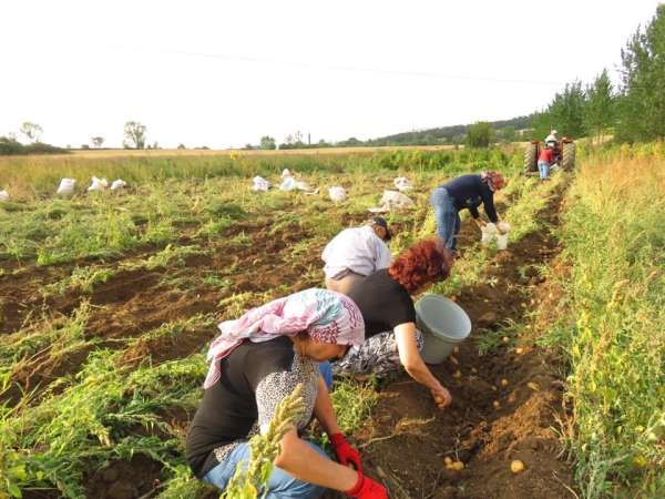 Kastamonu'da patates hasadı tamamlandı 