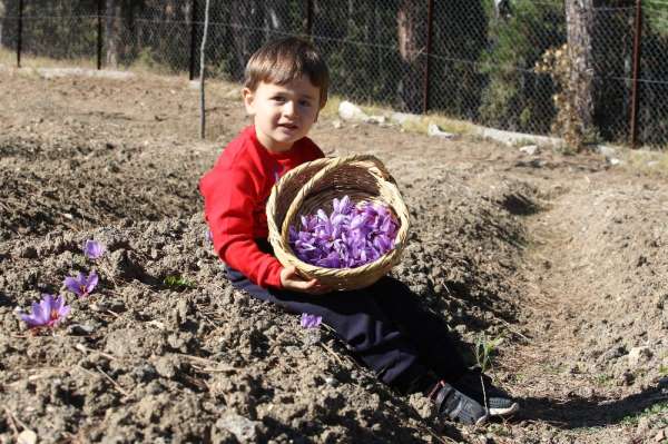 Kilosu 40 bin liradan satılan safranın hasadı başladı