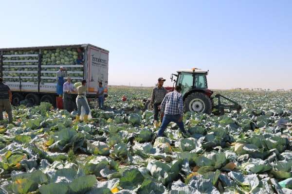 Niğde'de lahana hasadı yüz güldürüyor