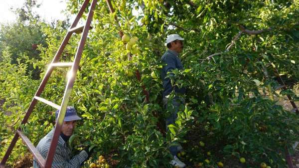 Burdur'un meyve bahçesi Yeşilköy'de elma hasadı başladı