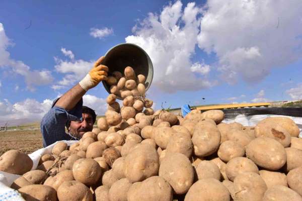 Türkiye'nin patates ambarlarından Ahlat'ta hasat başladı