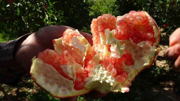 Gaziantep'te nar hasadı başladı