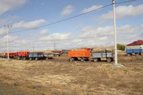 Malazgirt'te şeker pancar alımları devam ediyor