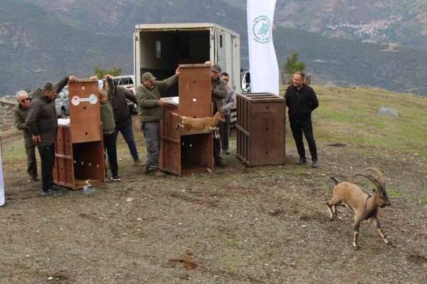 Mersin'de yakalanan 5 yaban keçisi Amasya'da doğaya salındı