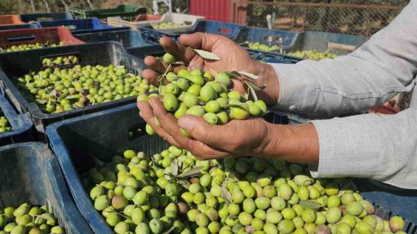 Sofralık zeytinde bereketli hasat, kilogram fiyatı 55 TL'den tarladan alıcı buluyor