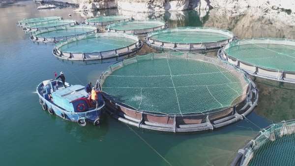 Türkiye'de ençok Elazığ'da üretilen alabalık 18 bin tona, somon bin tona yükseld