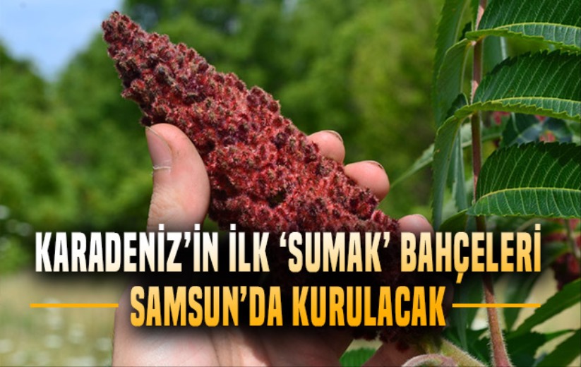 Karadeniz'in ilk 'sumak' bahçeleri Samsun'da kurulacak