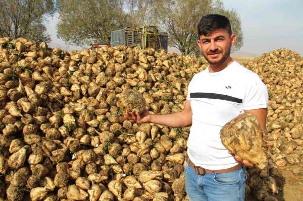 Kahramanmaraş'ta şeker pancarı hasadı başladı