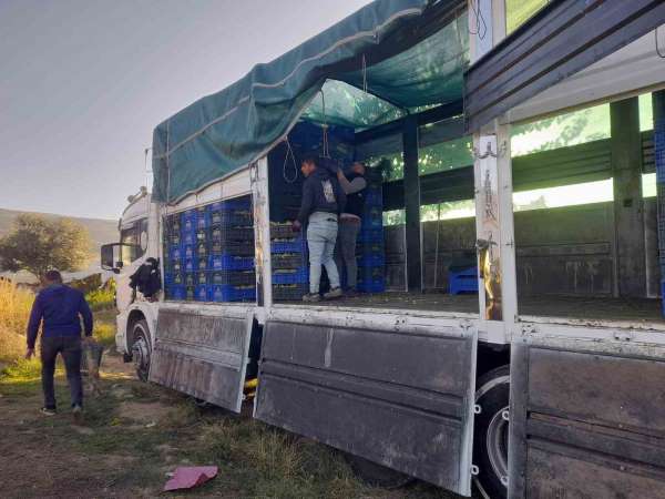 Sarıgöl'de örtüaltı üzüm hasadı devam ediyor