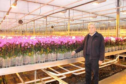 Hollanda'nın gözünü korkutan tesis yılda 1 milyon 725 bin yerli orkide üretiyor 