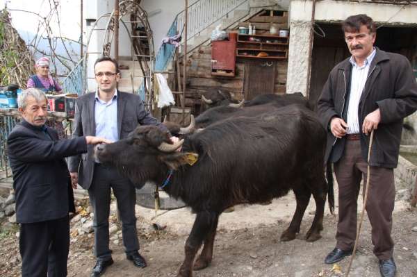 Giresun'da 321 işletmeye bin 477 manda ve 553 malak için 1 milyon 22 bin 493 TL 