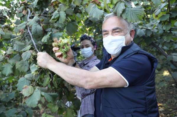 Başkanın TMO zaferi: Fındık alımı 30 Nisan 2021'e kadar uzatıldı 