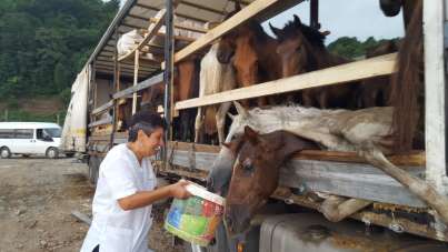 Artvin'de tır üzerinde ölüme terk edilen atlar için ünlü sanatçı Leman Sam konser vermeye hazırlanıyor