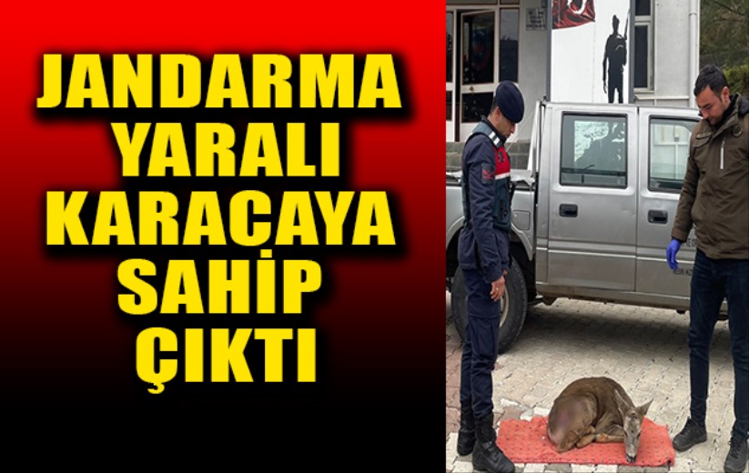 Jandarma, yaralı karacaya sahip çıktı