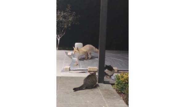 Erzincan'da kedilerin mamasına göz diken tilki kedinin saldırısına uğradı