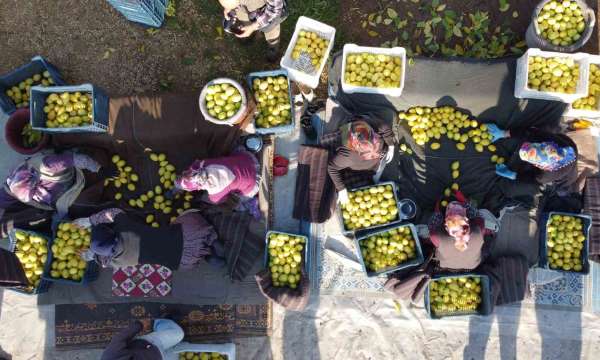 Tarım-ÜFE yıllık yüzde 31,45 arttı, aylık yüzde 1,56 azaldı