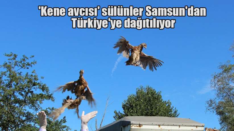 'Kene avcısı' sülünler Samsun'da üretilerek Türkiye'ye dağıtılıyor
