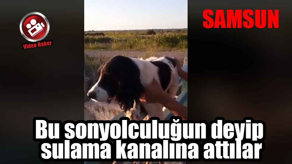 Samsun'da köpeği sulama kanalına attılar