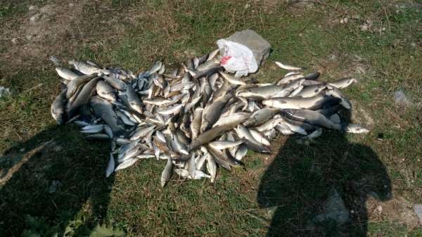 Sakarya'da toplu balık ölümleri korkuttu 