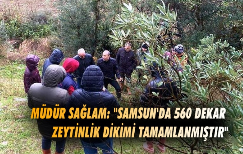 Müdür Sağlam: 'Samsun'da 560 dekar zeytinlik dikimi tamamlanmıştır'