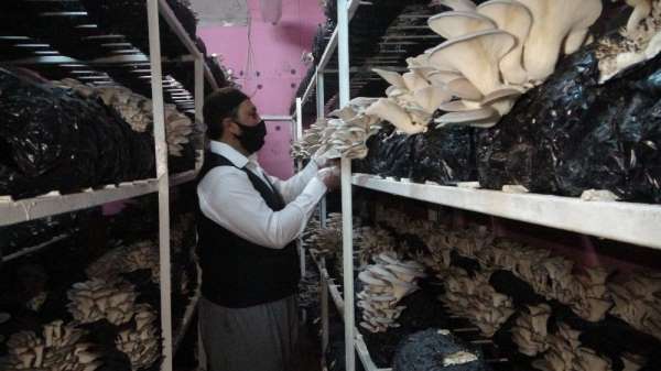 İş yerini kapattı evinin bodrumunda mantar üretmeye başladı