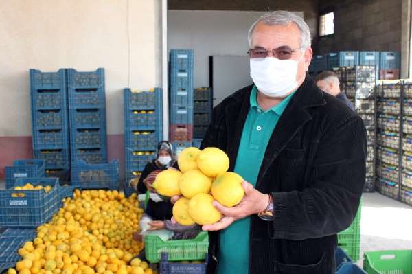 Mersin'de limon hasadı tamamlandı
