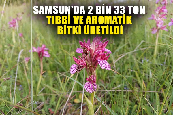 Samsun'da 2 bin 33 ton tıbbi ve aromatik bitki üretildi