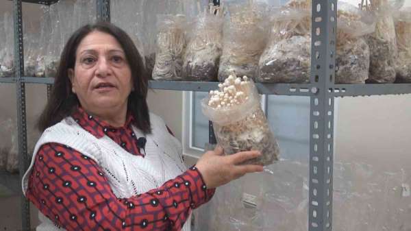 ESOGÜ'de enoki mantarı yetiştiriliyor