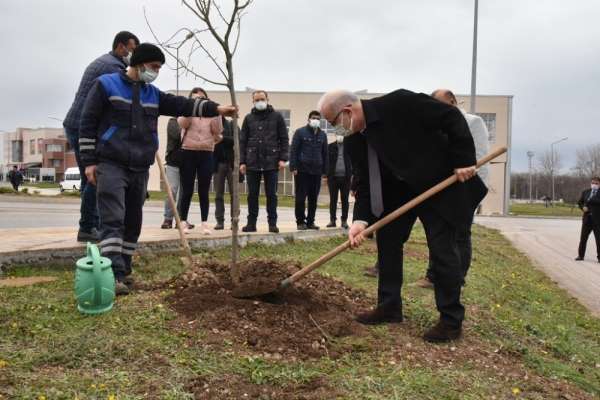 Kurupelit Yerleşkesi ıhlamurlarla daha da yeşillenecek 