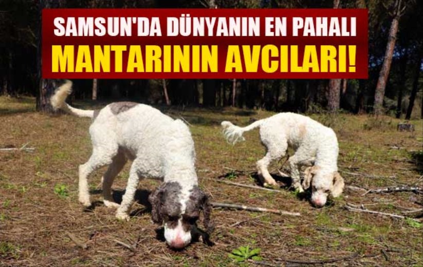 Samsun'da dünyanın en pahalı mantarının avcıları!