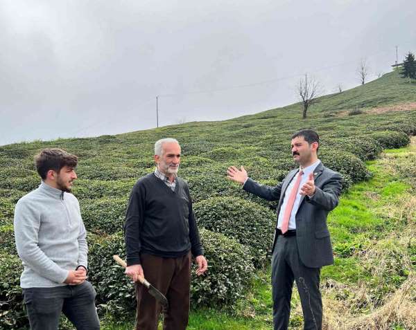 Of Ziraat Odası Başkanı Saral: '2022 yılı yaş çay destekleme parasının tam ödenmesini istiyoruz' - Trabzon haber