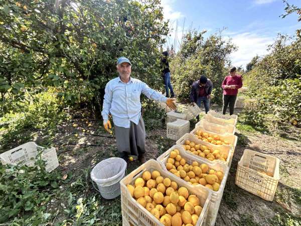 Üreticinin önlemiyle zirai dondan kurtulan limon bahçede 15 TL'den alıcı buluyor