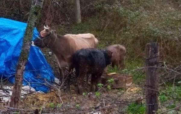 Türkeli'de 4 büyükbaş hayvan kayboldu