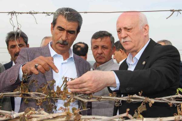 TZOB Genel Başkanı Bayraktar, Manisa'da don afeti sonrası bağlarda incelemelerde bulundu
