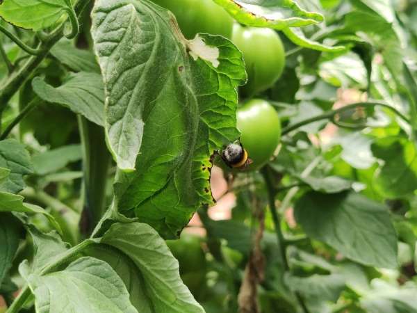 Arılı dölleme ile domates yetiştiriciliğinde Gaziantep'te bir ilk 