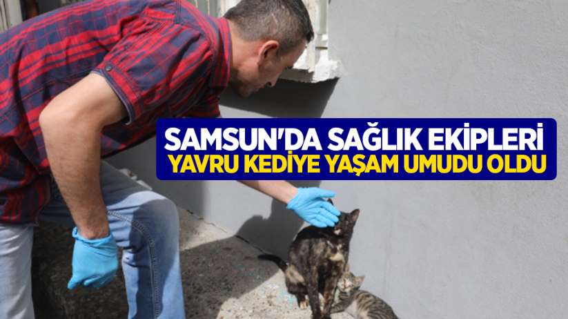 Samsun'da sağlık ekipleri yavru kediye yaşam umudu oldu
