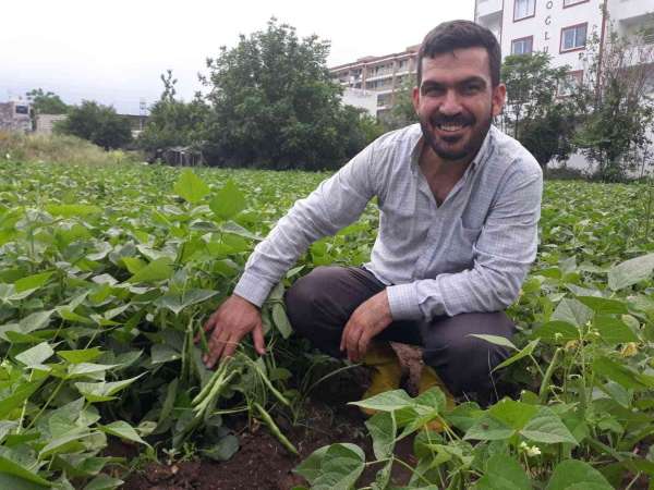 Tarlada kilosu 15 lira... Hatay'da taze fasulye hasadı başladı