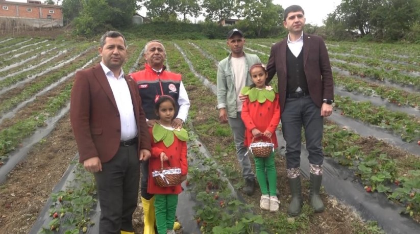 Samsun'da bin rakımda yetişen çilek, pazar sorunu yaşamıyor