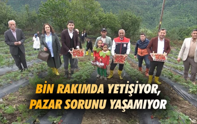 Samsun'da bin rakımda yetişen çilek, pazar sorunu yaşamıyor