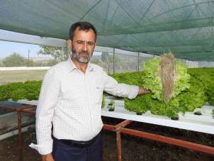 70 günde yetişen marulu topraksız tarımla 30 günde üretiyor