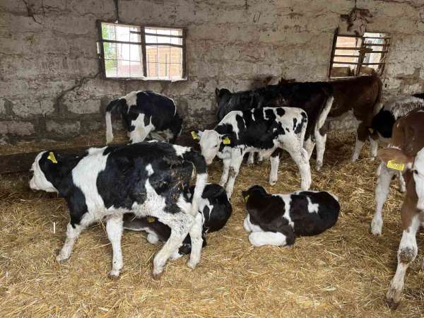 Devlet desteğiyle gelen başarı: 5 büyükbaş hayvanı 7 yılda 86'ya çıkardı