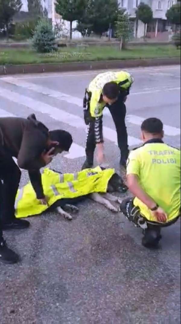 Kazada yaralanan köpeğe trafik polisinden şefkat eli