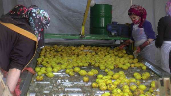 150 bin ton limon sevkiyatı devam ediyor - Nevşehir haber