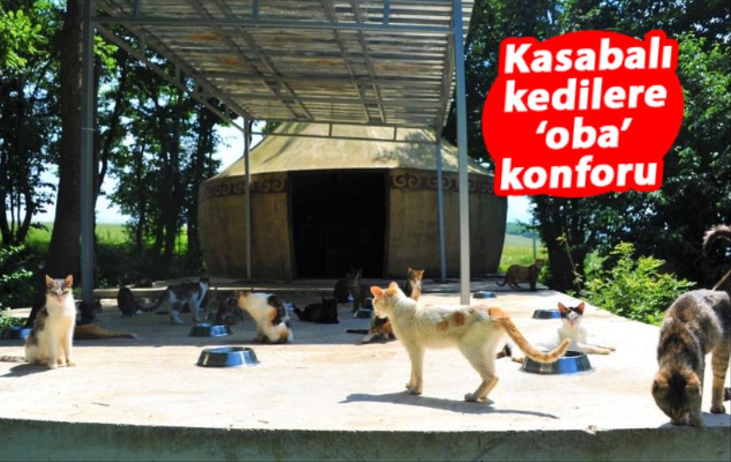 Samsun'da kasabalı kedilere 'oba' konforu - Samsun haber