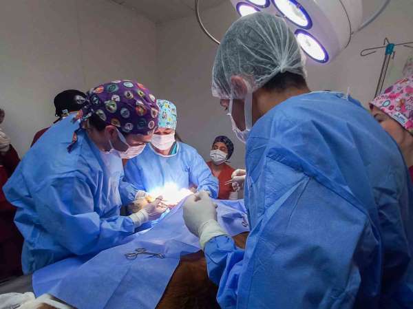 Kastamonu Üniversitesi'nde 5 ayda 334 hayvan tedavi edildi