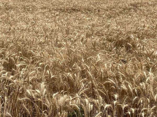 Makarnalık buğdayın tonu 2 bin 760 lira arttı