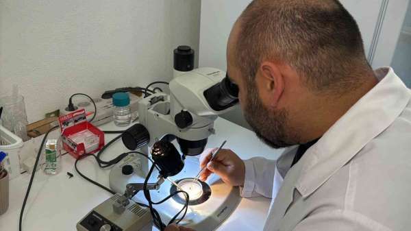 Türkiye'nin kene faunası değişiyor; yeni türler takip altında