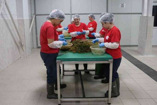 Tarımsal Ürün Fabrikası ile kadınlar üretiyor Efeler kazanıyor