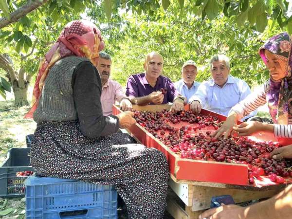 Karaman Ziraat Odası Başkanı Bayram: 'Tüccar şu an 28-32 kalibre boyundaki kiraza 15 lira fiyat veriyor'